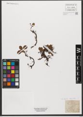 Foto von Salix reticulata L.